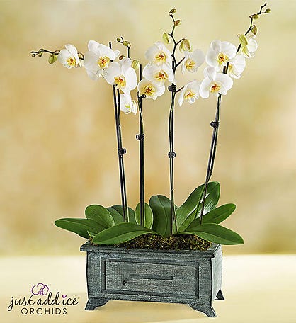 Rustic White Orchid Garden